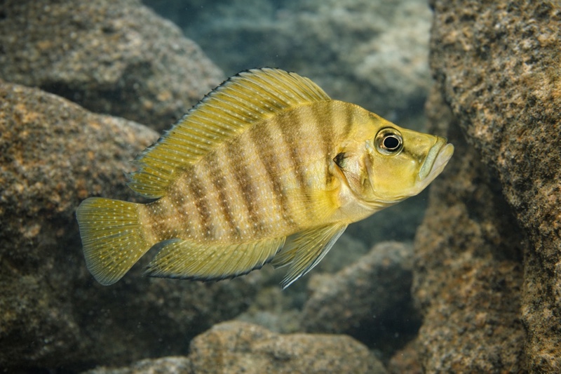 Altolamprologus compressiceps 'Mpulungu'